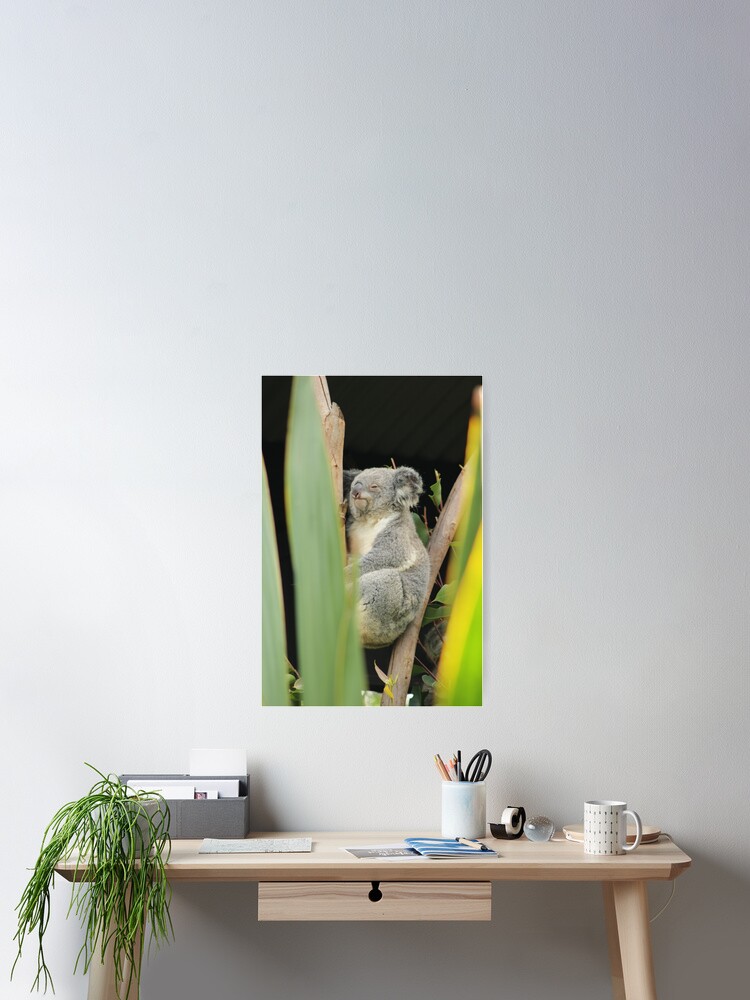 Thumbnail 2 of 3, Poster, Koala 5 designed and sold by RREID84.