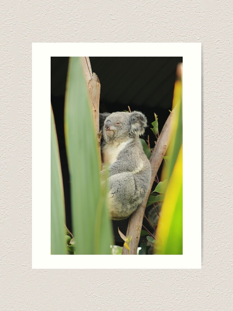Thumbnail 1 of 3, Art Print, Koala 5 designed and sold by RREID84.