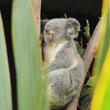 Artwork thumbnail, Koala 5 by RREID84