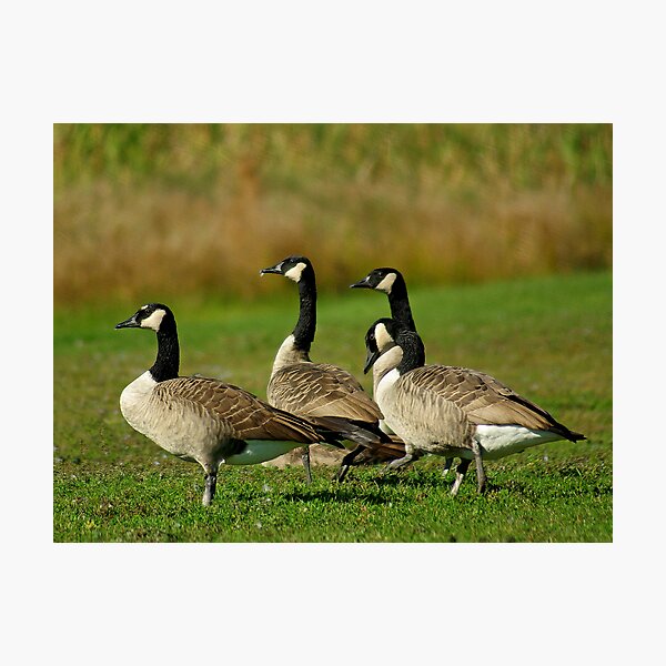 Item preview, Canadian Geese designed and sold by kittyrodehorst.