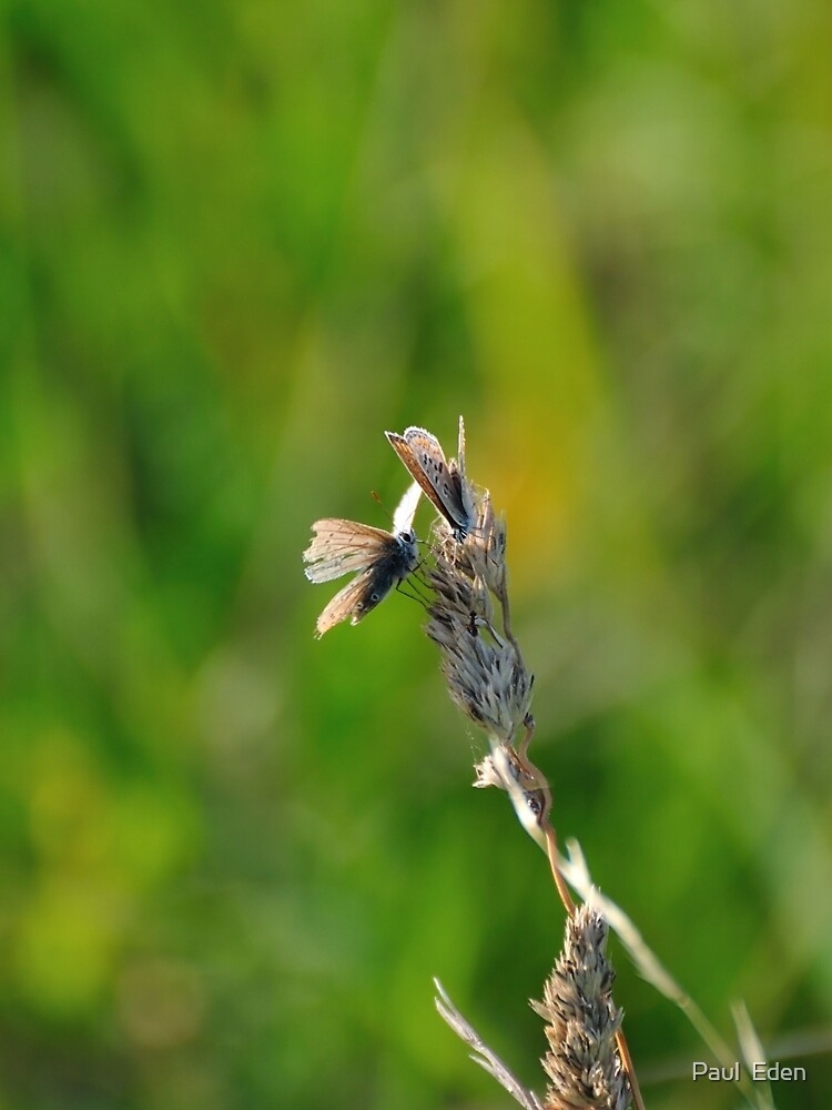 Common Blue Butterflies by pauleden