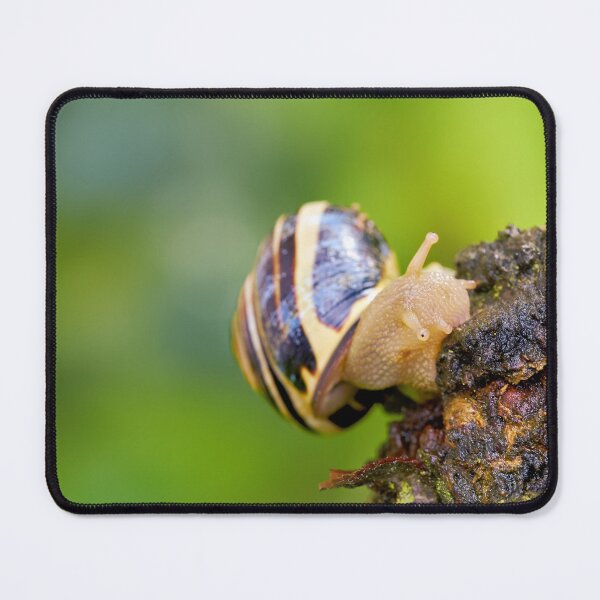 Item preview, Snail with house on a journey designed and sold by beatbieri.ch.