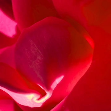 Artwork thumbnail, Bloomed In Reds by South Bay Storyteller
