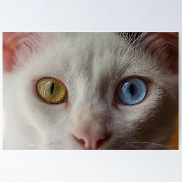 Item preview, Heterochromia designed and sold by That Macro Guy.