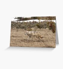 Canis Lupus Greeting Card