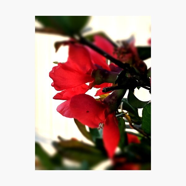 Item preview, backyard quince designed and sold by xplor-r.