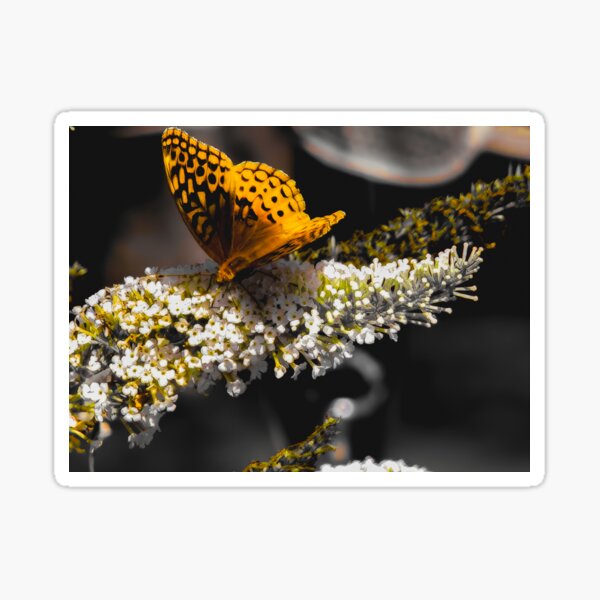 Item preview, Butterfly Whispers in Flight II: Circle of Nectar designed and sold by RediscoverdLens.