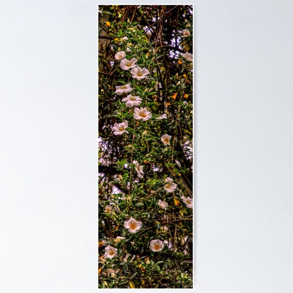Item preview, Beautiful Cherokee Rose designed and sold by Crobin1961.
