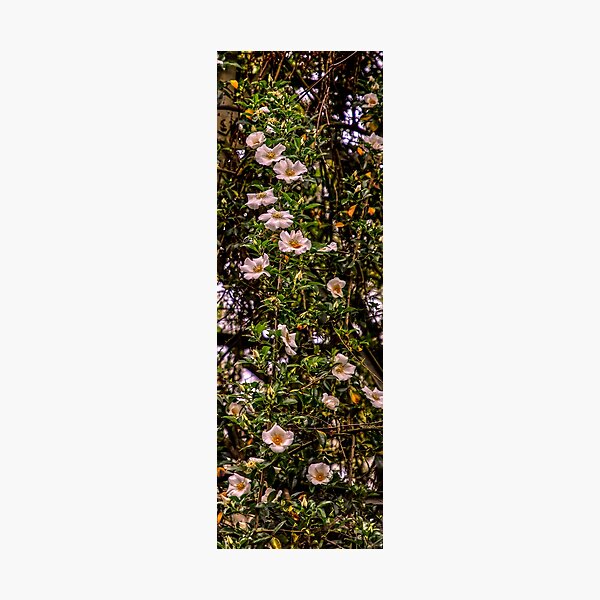 Item preview, Beautiful Cherokee Rose designed and sold by Crobin1961.