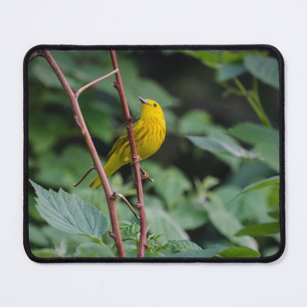 Item preview, Warbler designed and sold by Halobrianna.