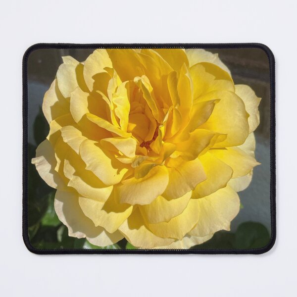 Item preview, Yellow Rose Photo designed and sold by A-inProgress.
