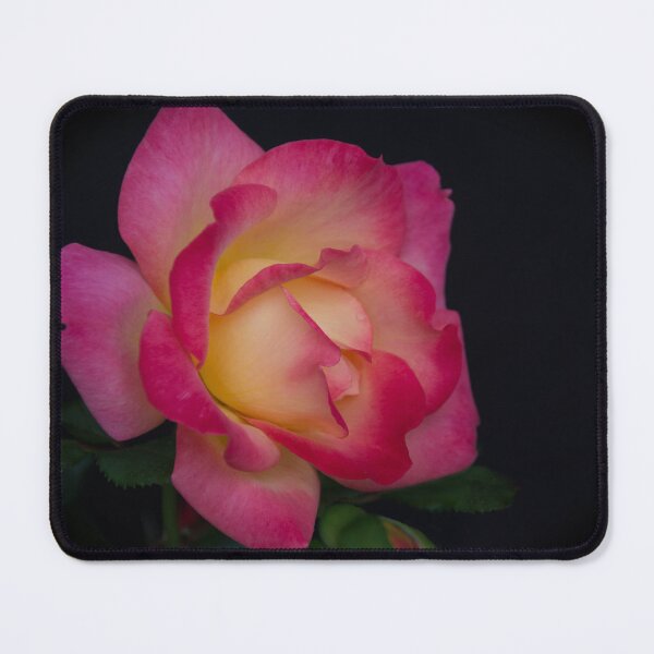 Item preview, Chicago Peace Rose designed and sold by Halobrianna.