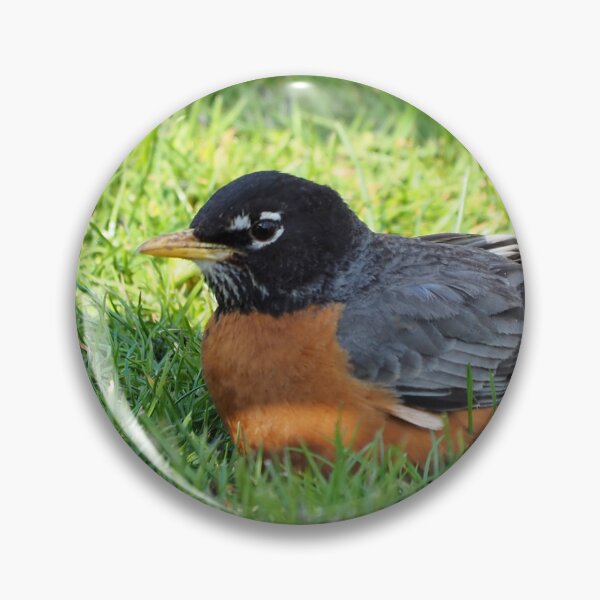 Item preview, American Robin Resting In The Grass designed and sold by BackyardBirder.