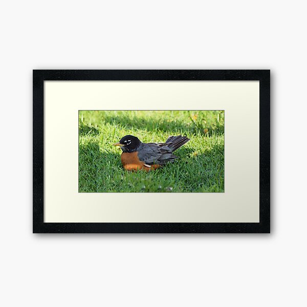 Aperçu de l'œuvre Merle d'Amérique se reposant dans l'herbe créée et vendue par BackyardBirder.