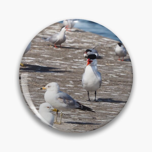 Item preview, Caspian Terns and Gulls On The Dock designed and sold by BackyardBirder.