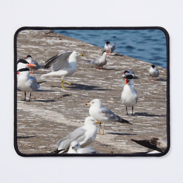 Item preview, Caspian Terns and Gulls On The Dock designed and sold by BackyardBirder.