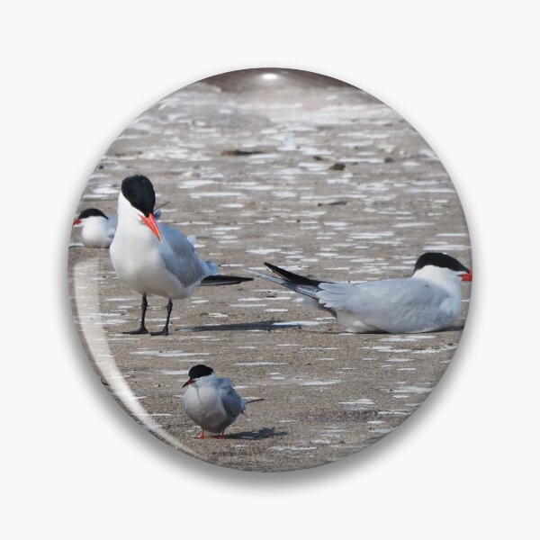 Item preview, Young Caspian Terns Resting designed and sold by BackyardBirder.
