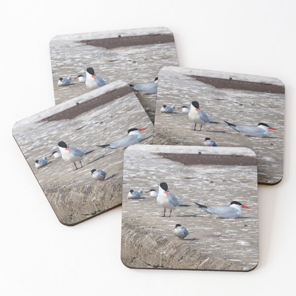 Item preview, Young Caspian Terns Resting designed and sold by BackyardBirder.