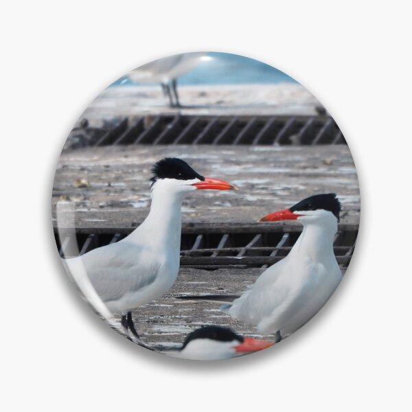 Item preview, Terns On a Dock designed and sold by BackyardBirder.