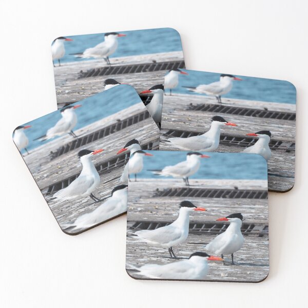 Item preview, Terns On a Dock designed and sold by BackyardBirder.