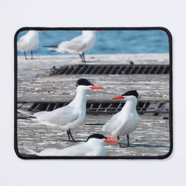 Item preview, Terns On a Dock designed and sold by BackyardBirder.