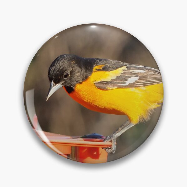 Item preview, Baltimore Oriole Jelly Bird Feeder designed and sold by BackyardBirder.