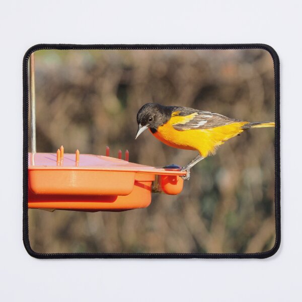 Item preview, Baltimore Oriole Jelly Bird Feeder designed and sold by BackyardBirder.
