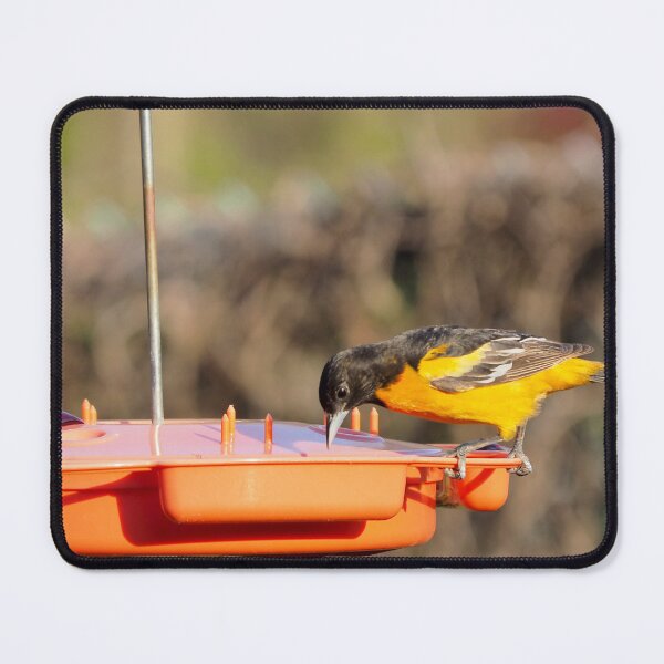 Item preview, Hungry Baltimore Oriole Eating Jelly designed and sold by BackyardBirder.