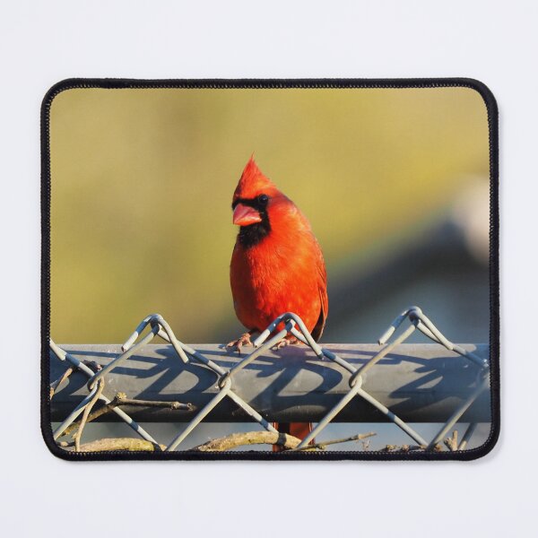 Item preview, Male Northern Cardinal On a Fence designed and sold by BackyardBirder.