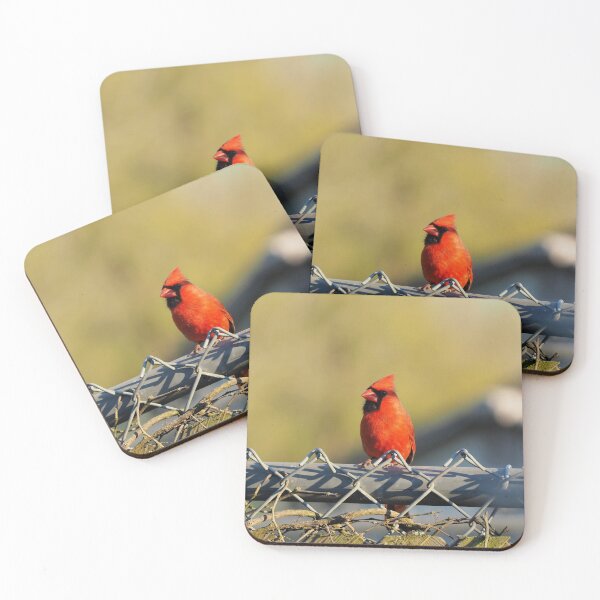 Item preview, Male Northern Cardinal Resting On a Fence designed and sold by BackyardBirder.