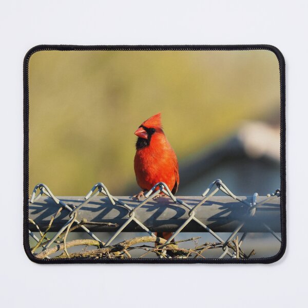 Item preview, Male Northern Cardinal Resting On a Fence designed and sold by BackyardBirder.