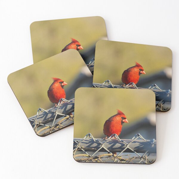 Item preview, Male Northern Cardinal Staring While On a Fence designed and sold by BackyardBirder.