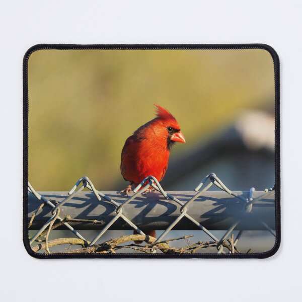 Item preview, Male Northern Cardinal Staring While On a Fence designed and sold by BackyardBirder.