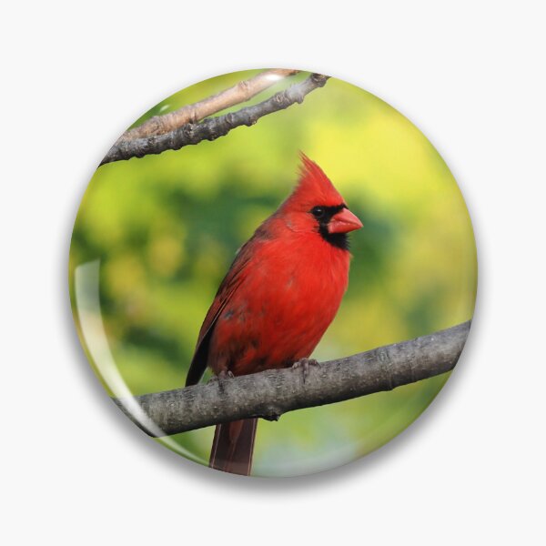 Item preview, Male Northern Cardinal In a Tree designed and sold by BackyardBirder.
