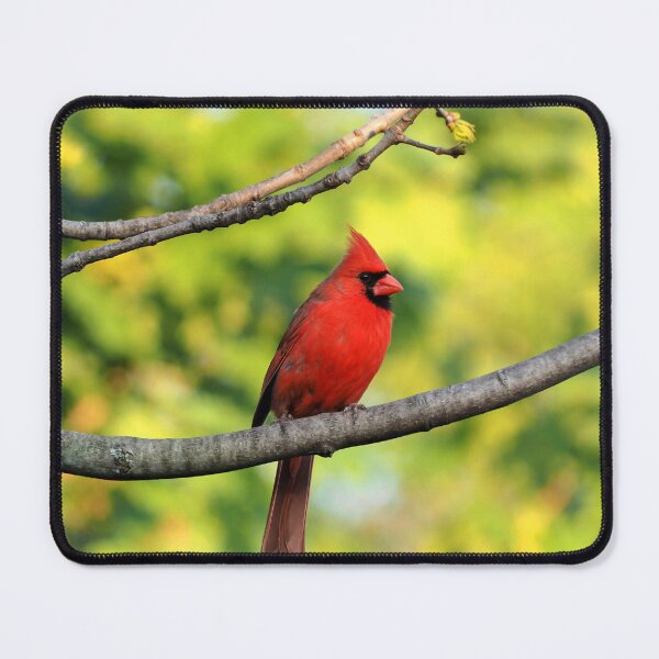 Item preview, Male Northern Cardinal In a Tree designed and sold by BackyardBirder.