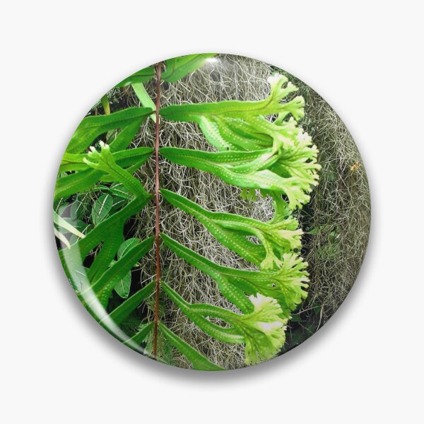 Item preview, Frilly Fern designed and sold by RosJoy.
