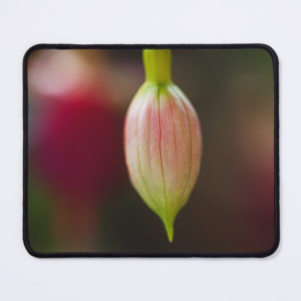 Item preview, Early Evening Fuchsia Bud Solo designed and sold by Joy Watson - Natural Light Photography .