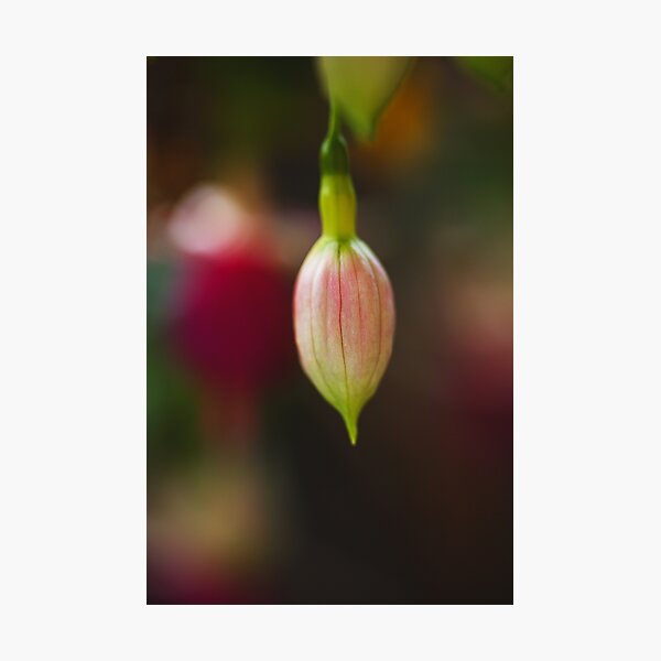 Item preview, Early Evening Fuchsia Bud Solo designed and sold by Joy Watson - Natural Light Photography .