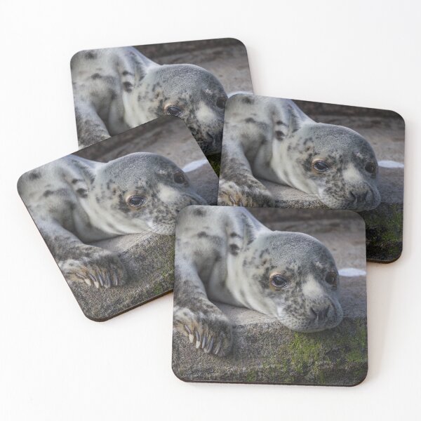 Item preview, Grey Seal Cub Face Portrait designed and sold by Jonathan Lundkvist.