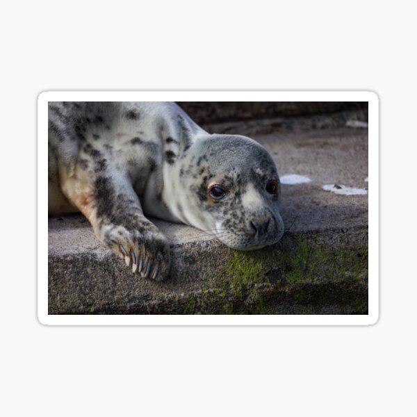 Item preview, Grey Seal Cub Face Portrait designed and sold by Jonathan Lundkvist.