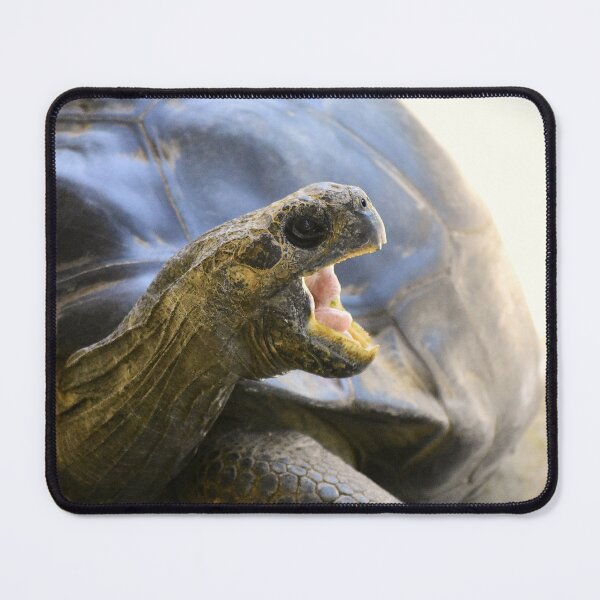 Item preview, Hungry Tortoise designed and sold by MercerImages.