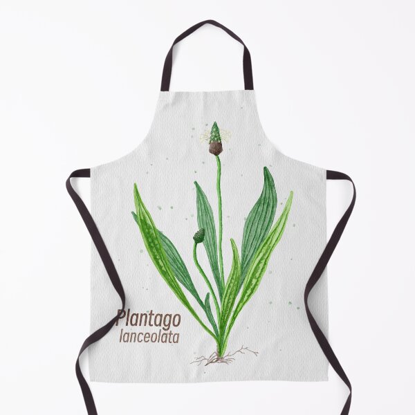 Item preview, Plantago lanceolata herbal illustration designed and sold by jancajiravova.