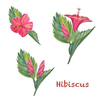 Imagen de la obra Flor de Hibiscus de RosyMaradiaga