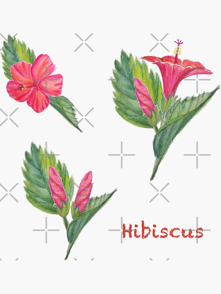 Imagen 3 de 3, Pegatina con la obra Flor de Hibiscus, diseñada y vendida por RosyMaradiaga.