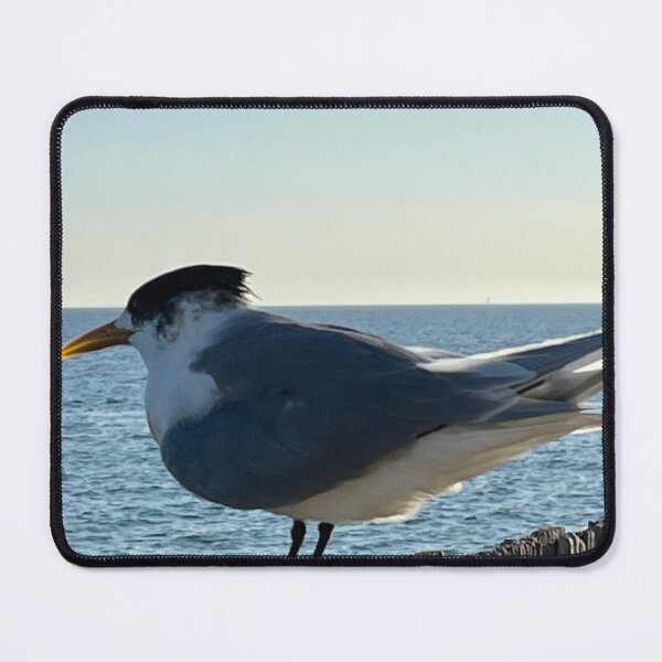 Item preview, Greater Crested Tern designed and sold by Kymbo.