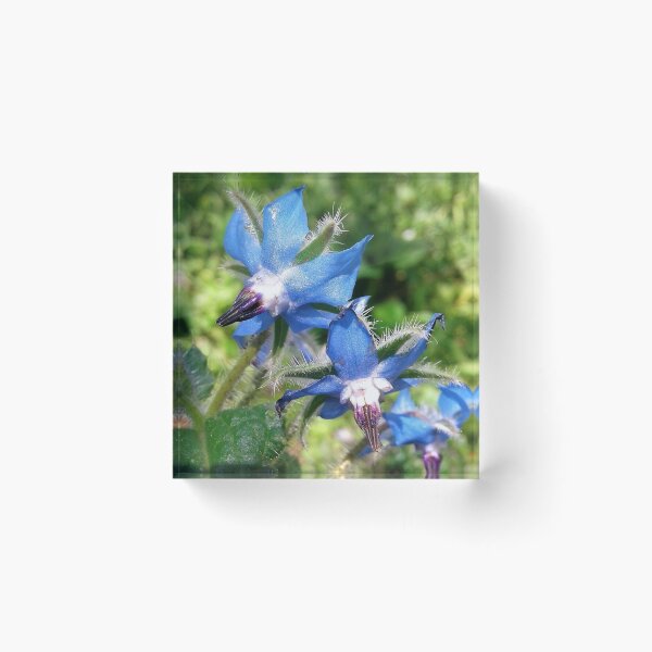 Item preview, Borage designed and sold by Faerieglen.