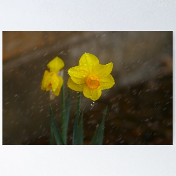 Item preview, Yellow Daffodil designed and sold by KoalaTeaPhotogr.