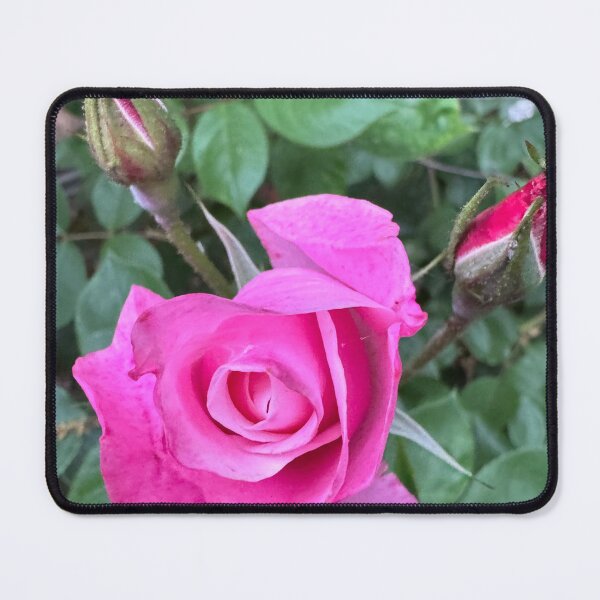 Item preview, Pink rose  designed and sold by Rhiwii.