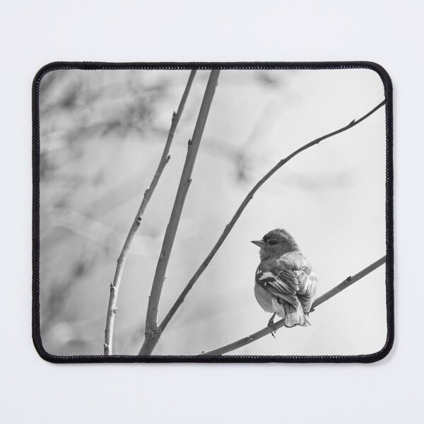 Item preview, Eurasian chaffinch spring feelings bw designed and sold by Jouko Lehto Photography.