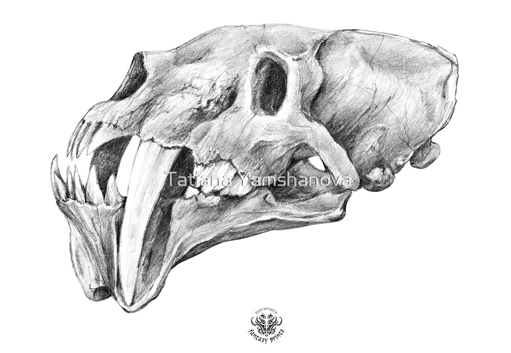"Barbourofelis sabertooth skull drawing Graphite pencil art" by